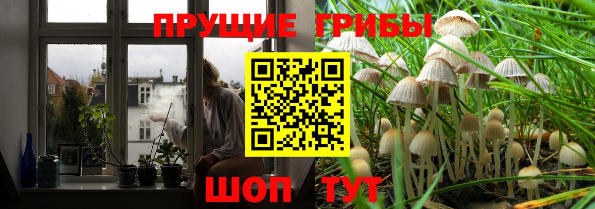 Галлюциногенные грибы GOLDEN TEACHER  Галлюциногенные грибы Psilocybe  Вход с VPN  Бердск 